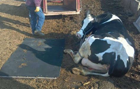 helping dairy cow up after broken leg with skid steer|cow breaks leg recovery.